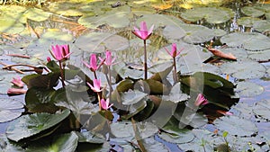 Nile water Lily Nymphaea lotus