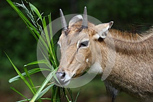 Nilgai Antelope