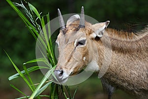 Nilgai Antelope photo