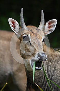 Nilgai Antelope photo