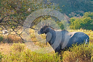 Nilgai or blue bull is the largest Asian antelope and is endemic to the Indian subcontinent photo