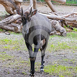 Nilgai Boselaphus tragocamelus, also known as the nilgau or blue bull in zoo