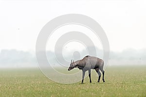 The Nilgai (Boselaphus tragocamelus) or blue bull, the largest Asian antelope is grazing on green grassland