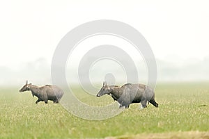 The Nilgai (Boselaphus tragocamelus) or bluebuck, the largest Asian antelopes are grazing on green grassland