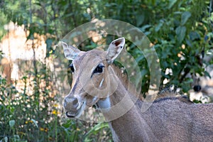 Nilgai (Boselaphus tragocamelus) Female Nilgai is the largest antelope in Asia.