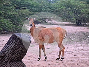 Nilgai - Boselaphus Tragocamelus - Largest Asian antelope - Female - Standing with Forest Background - India