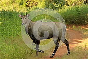 Nilgai, Boselephus tragocamelus, Tadoba National Park, Maharashtra, India