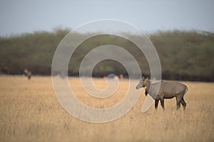 Nilgai