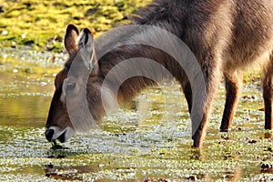 Nilgai drinking water at the waterpool