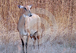 Nilgai in the Gir forest photo