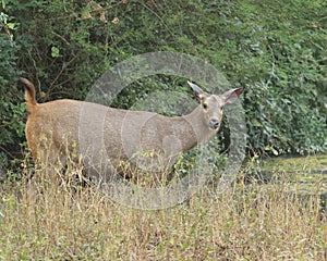 Nilgai at Gir National Park