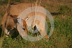 Nilgai Ranthambore