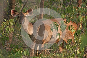 Nilgai Ranthambore