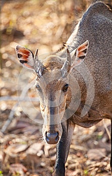 Nilgai walking towards water hole in the Forest of Bandhavgarh National Park