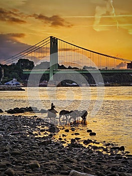 Nilgoose Family in the beach while sundown