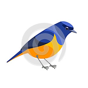 Niltava or Rufous-bellied niltava is a species of bird in the family Muscicapidae. Tropical Passerine Bird Cartoon flat