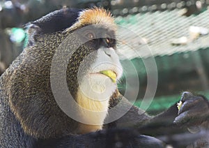 Nimal Monkey Brazza photo
