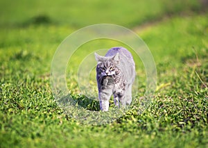 Nimble striped cat walks on the green grass in the garden in the village with a gray rat caught in his teeth photo