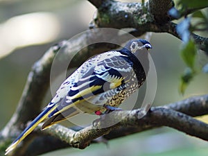 Nimble energetic active Regent Honeyeater.