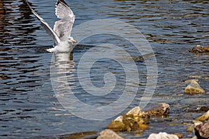 The nimble and fast black sea gull catches fish in the black sea, diving into the water from a height and takes out its prey