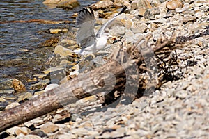 The nimble and fast black sea gull catches fish in the black sea, diving into the water from a height and takes out its prey