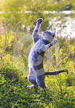 Nimble funny striped cat jumping on a green meadow standing on photo