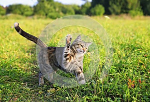 Nimble funny striped cat walking on green grass in summer meadow photo