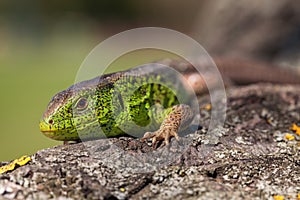 Nimble green lizard Lacerta viridis, Lacerta agilis closeup, basking on a tree under the sun.Male lizard in a mating season