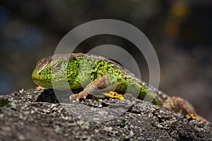 Nimble green lizard Lacerta viridis, Lacerta agilis closeup, basking on a tree under the sun. Male lizard in a mating season