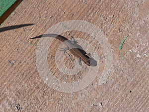 A nimble lizard, or an agile lizard