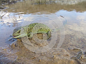 The nimble lizard, or the agile lizard, or the common lizard Lacerta agilis is a reptile of the family of real lizards.