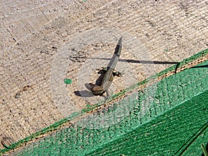 A nimble lizard, or an agile lizard