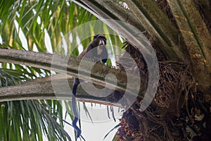 Nimble marmoset eating on the tree (Republic of the Congo) photo