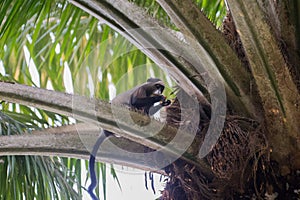 Nimble marmoset going to eat on the tree (Republic of the Congo) photo