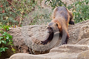 Nimble red-headed wolverine summer fur runs along the green thickets of plants against the rocks. A dexterous fluffy predatory