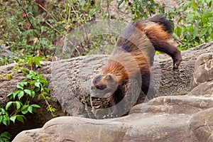 Nimble red-headed wolverine summer fur runs along the green thickets of plants against the rocks. A dexterous fluffy predatory