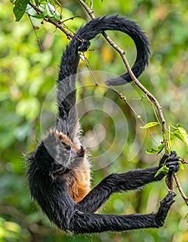 Agile Spider Monkey Hanging in Lush Rainforest