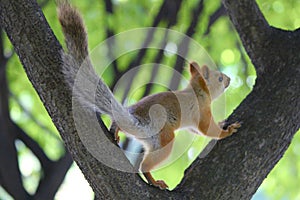 Nimble squirrel