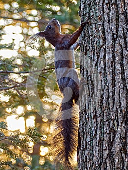 Nimble squirrel in the Park