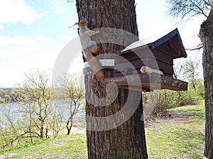 nimble squirrel :& x29;