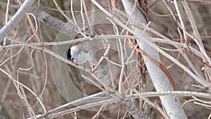 Nimble willow tit jumped on a branch, sharpen a beak, do a and flew away