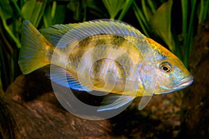Nimbochromis fish