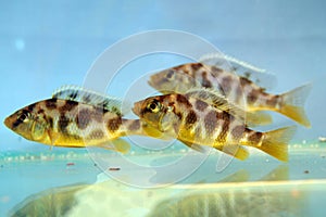 Nimbochromis venustus (Venustus Hap)