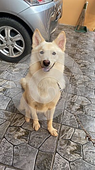 Nimo after taking shower photo