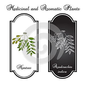 Nimtree, medicinal plant
