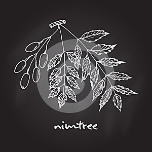 Nimtree, medicinal plant