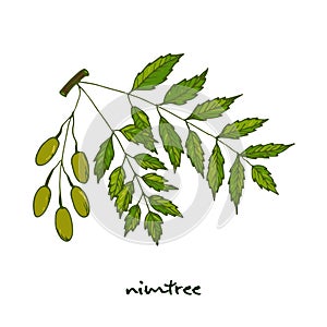Nimtree, medicinal plant