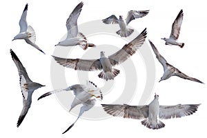 Nine actions of  birds flying die cut on white background ready to use