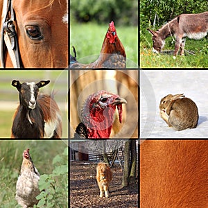 Nine animals from the farm