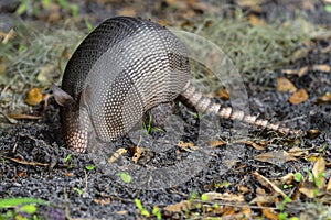 Nine-banded armadillo